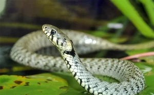 Squamates Image