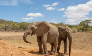 Capture Africa Tours